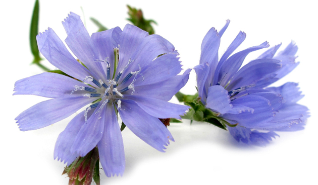Azuurblauwe bloemen van de wilde cichorei
