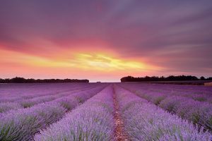 Lavendel Provence Frankrijk