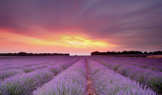 Lavendel: geurend, geneeskrachtig en een lust voor het oog