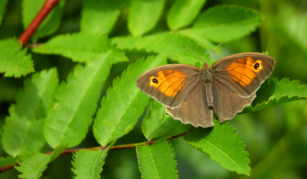 Bruin zandoogje, vlinder van één zomer