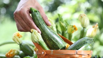 Courgettes oogsten