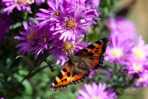 Herfstasters zorgen voor veel kleur in de tuin en lokken bovendien vlinders aan