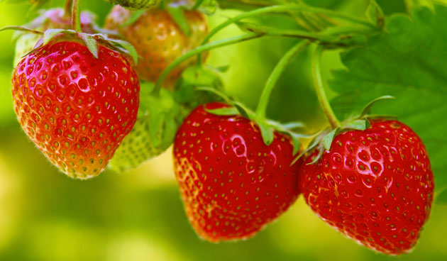 7 tips om aardbeien te kweken
