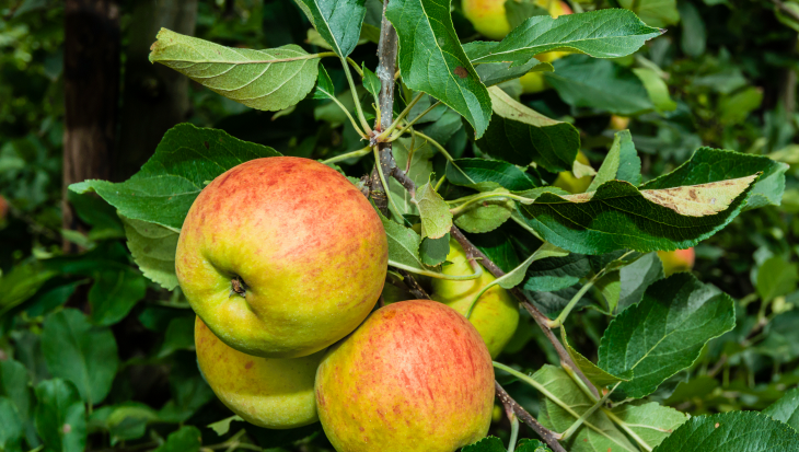 Appels en peren kweken
