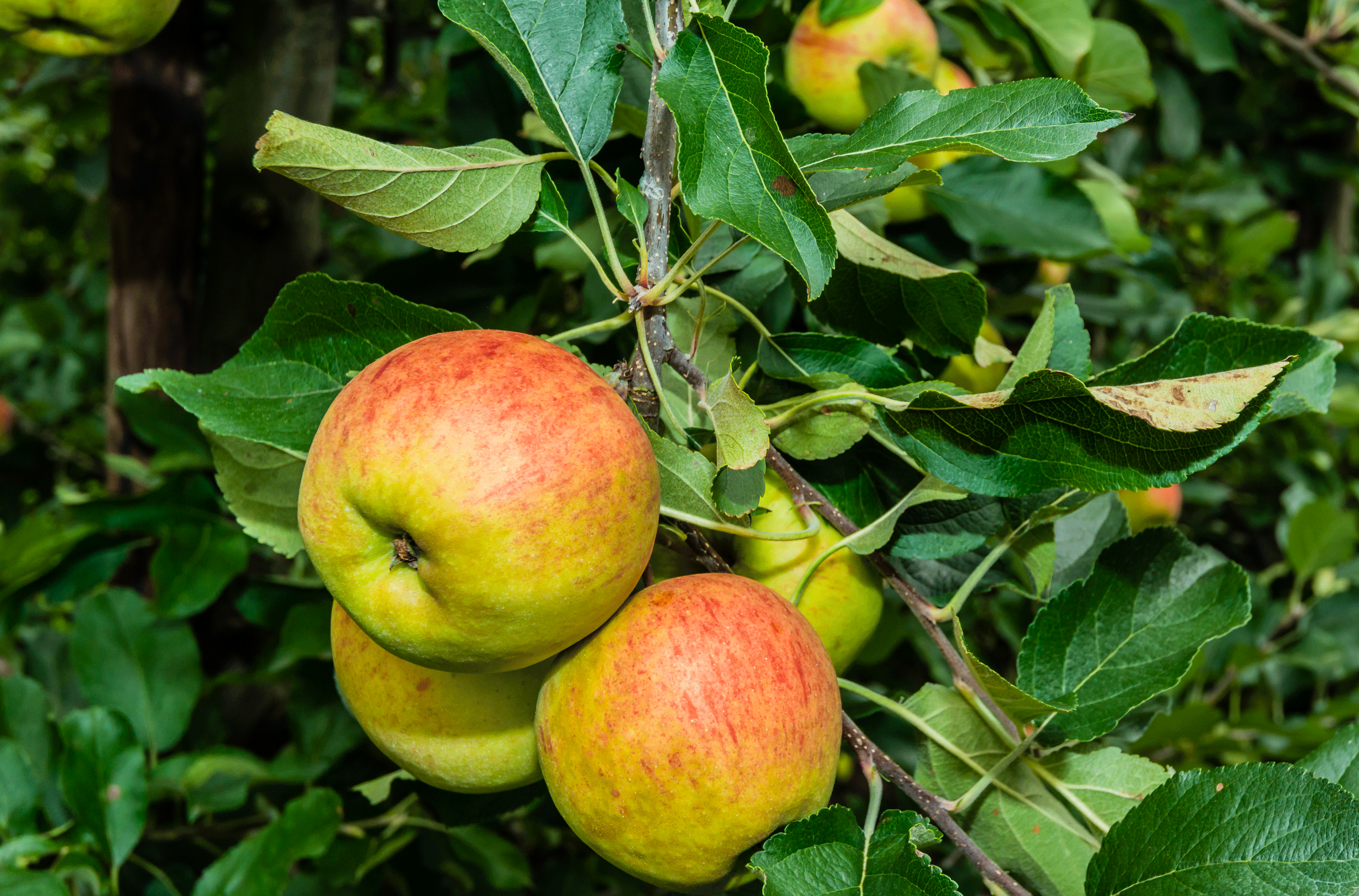 Appels en peren kweken