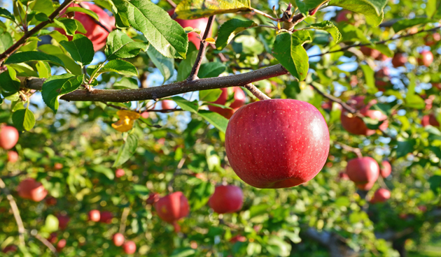 12 tips voor fruitbomen
