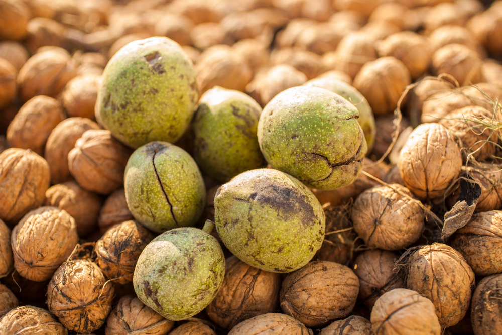 havik Professor caravan Natuurlijke kleur met walnoten | wat je met walnoten kunt doen