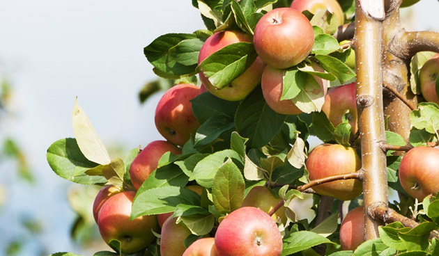 11 tips voor het verzorgen van leifruit