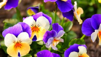 tuintips voor april - viooltjes