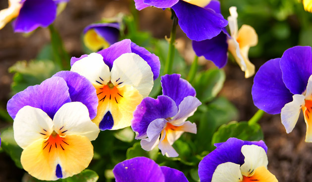 tuintips voor april - viooltjes