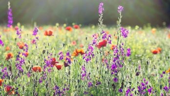 12 tips voor een betoverende bloemenweide