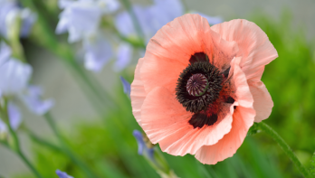 Oosterse papaver