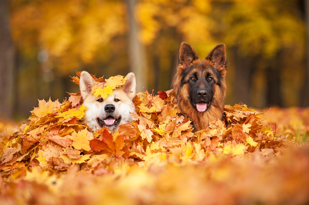 Wonderbaar Dieren die vrolijk worden van de herfst | 10 x leuke dierenplaatjes PE-56