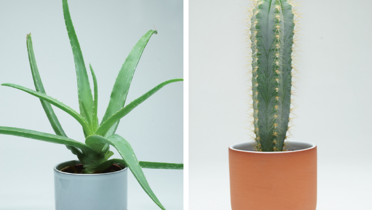Prick: vetplanten en cactussen