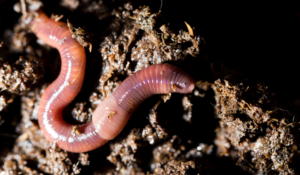 Regenwormen houden een winterslaap