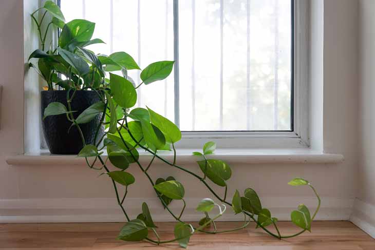 Succes deelnemen schaak 10 luchtzuiverende planten die ook mooi in je interieur passen