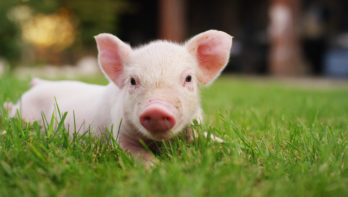 8 weetjes over tamme varkens