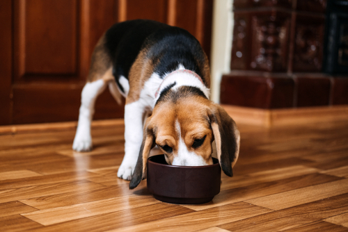 BF®PETFOOD MEAT SNACKS – smaakvol en gezond voor iedere hond