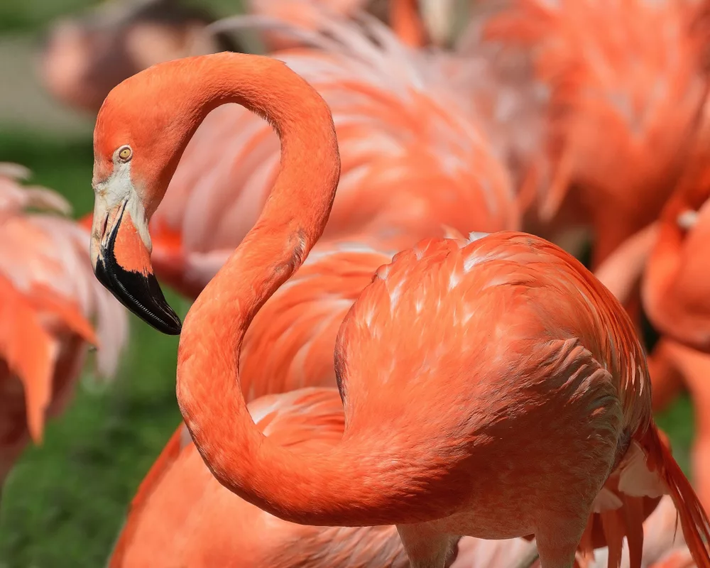 De flamingo: Alles wat je moet weten over deze bijzondere vogel