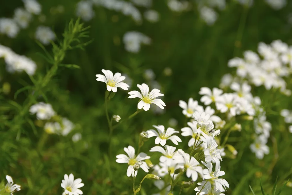 Akkerhoornbloem die bloeit in april tot agustus